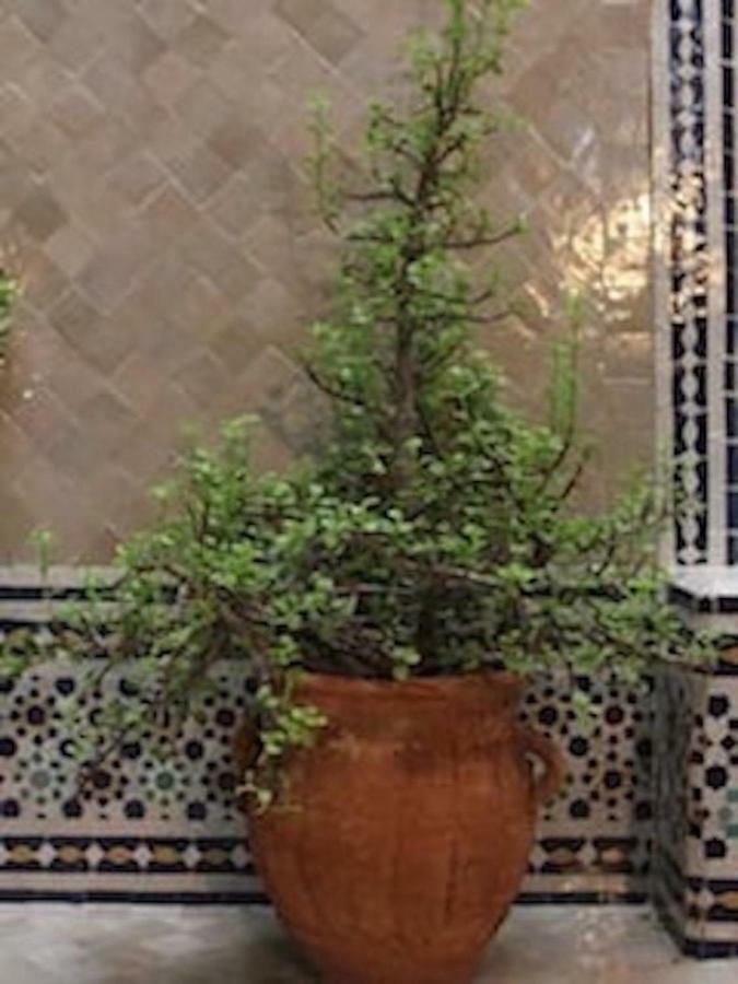 Traditional Moroccan House Taghazout Esterno foto
